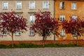 Three mahogany trees in front of a three-story building. Royalty Free Stock Photo