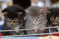 Three Main coon kitten Royalty Free Stock Photo