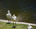 Three superb Australian Platalea flavipes yellow billed royal spoonbills are standing by the l ake.