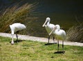 Three majestic Australian Platalea flavipes yellow billed royal spoonbills are standing by the l ake.