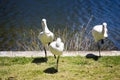 Three majestic Australian Platalea flavipes yellow billed royal spoonbills are standing by the l ake.