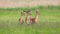 Three majestic fallow deer stags standing on meadow in summer.