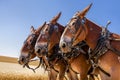 Three majestic horses.