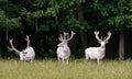 Three majestic white deers in the game reserve, forest in the backgroung