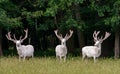 Three majestic white deers in the game reserve, forest in the backgroung