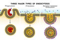 Three major types of endocytosis