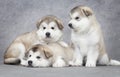 Three malamute puppies Royalty Free Stock Photo