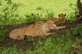 Three male cheetah lying down in shade Royalty Free Stock Photo