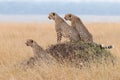 Three male Cheetahs sitting on a termite mound watching savannah Masai Mara Kenya