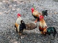 Three male chickens are eating food in the garden with a female chicken