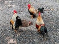 Three male chickens are eating food in the garden with a female chicken