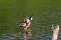 Three male ducks drakes with a blue-green neck brush feathers while standing on a half-flooded tree.