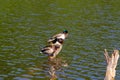 Three male ducks drakes with a blue-green neck brush feathers while standing on a half-flooded tree.