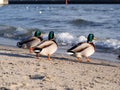 Three male ducks by the sea