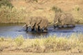 Three male Elephants crossing a river in Kruger Park South Africa Royalty Free Stock Photo