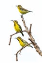 Three male juvenile Olive-backed sunbirds perching on a perch