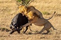 Three male lion attack buffalo from behind Royalty Free Stock Photo