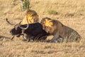 Three male lion bite Cape buffalo hindquarters Royalty Free Stock Photo