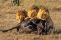 Three male lion eating Cape buffalo carcase Royalty Free Stock Photo