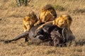 Three male lion feeding on Cape buffalo Royalty Free Stock Photo
