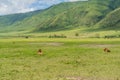 Three male Lion lies on grass at Ngorongoro Conservation Centre crater, Tanzania. African wildlife Royalty Free Stock Photo