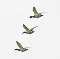 Three male Mallard ducks in flight Royalty Free Stock Photo