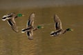 Three male mallard ducks flying above the water Royalty Free Stock Photo
