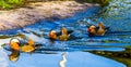 Three male mandarin ducks swimming in the water, tropical and colorful birds from Asia