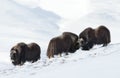 Three male Musk Oxen standing in snowy mountains Royalty Free Stock Photo