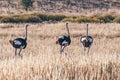 Three male Ostriches, Struthio camelus, running