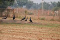 Three male peacocks and on female peahen resting