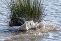 Three Male White Pekin Ducks Trying To Mate With A Single Female