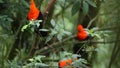 Three Males of Andean Cock-of-the-rock Rupicola peruvianus lekking and dyplaing on branch and waiting for females, Peru