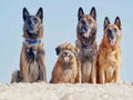 Three Malinois Belgian and Little Pyrenean Shepherd Royalty Free Stock Photo