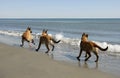 Three malinois and the sea Royalty Free Stock Photo