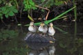 Three Ducklings on a rock.