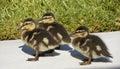 Three mallard ducklings in urban setting Royalty Free Stock Photo