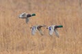 Three mallard ducks anas platyrhynchos in flight with reed