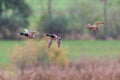 Three mallard ducks anas platyrhynchos flying over reed