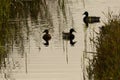 Three Mallard ducks, Anas platyrhynchos, on a tranquil stream in marsh fenland Royalty Free Stock Photo