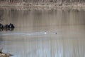 Three Mallard Ducks Royalty Free Stock Photo