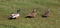 Three mallard ducks, anas platyrhynchos, walking Royalty Free Stock Photo