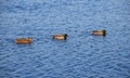 Three mallard ducks in blue wavy water Royalty Free Stock Photo