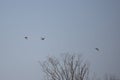 Three Mallard Ducks in Flight Royalty Free Stock Photo