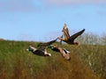 Three mallard ducks in flight Royalty Free Stock Photo