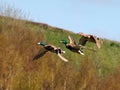 Three mallard ducks in flight Royalty Free Stock Photo