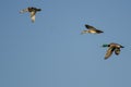 Three Mallard Ducks Flying in a Blue Sky Royalty Free Stock Photo