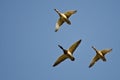 Three Mallard Ducks Flying in a Blue Sky Royalty Free Stock Photo