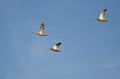 Three Mallard Ducks Flying in a Blue Sky Royalty Free Stock Photo