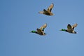 Three Mallard Ducks Flying in a Blue Sky Royalty Free Stock Photo